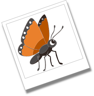 butterfly_orange_polaroid